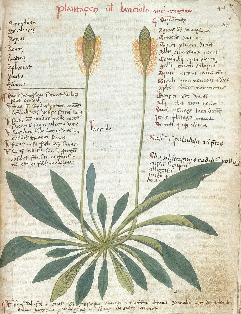 Plantain plant,15th-century herbal