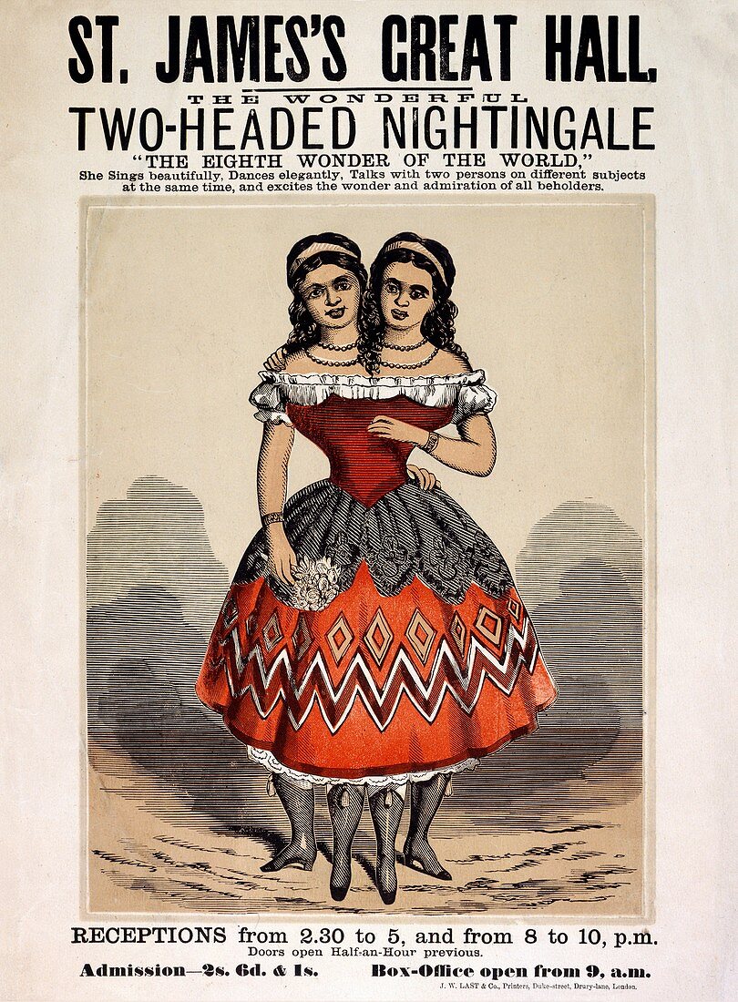 Two-headed nightingale poster