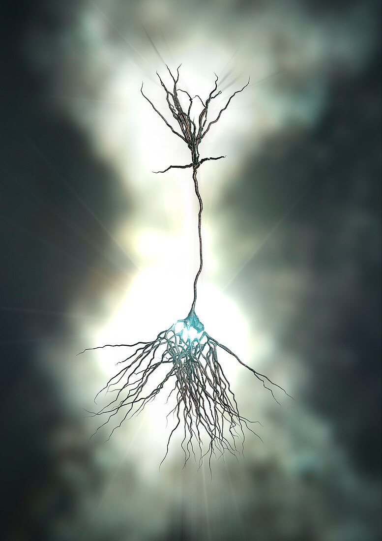 Pyramidal nerve cell,artwork