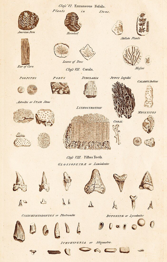 Assorted Fossils