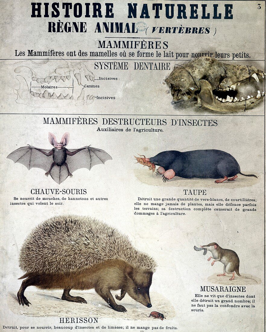 Insectivores,19th century artwork