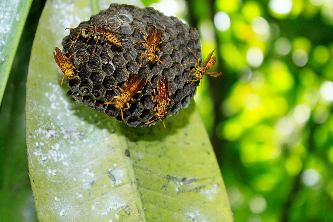 Paper Wasps,Mauritius