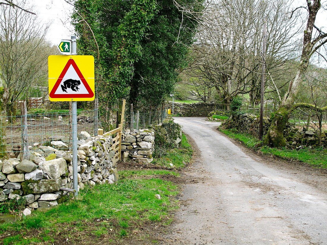 Frog crossing