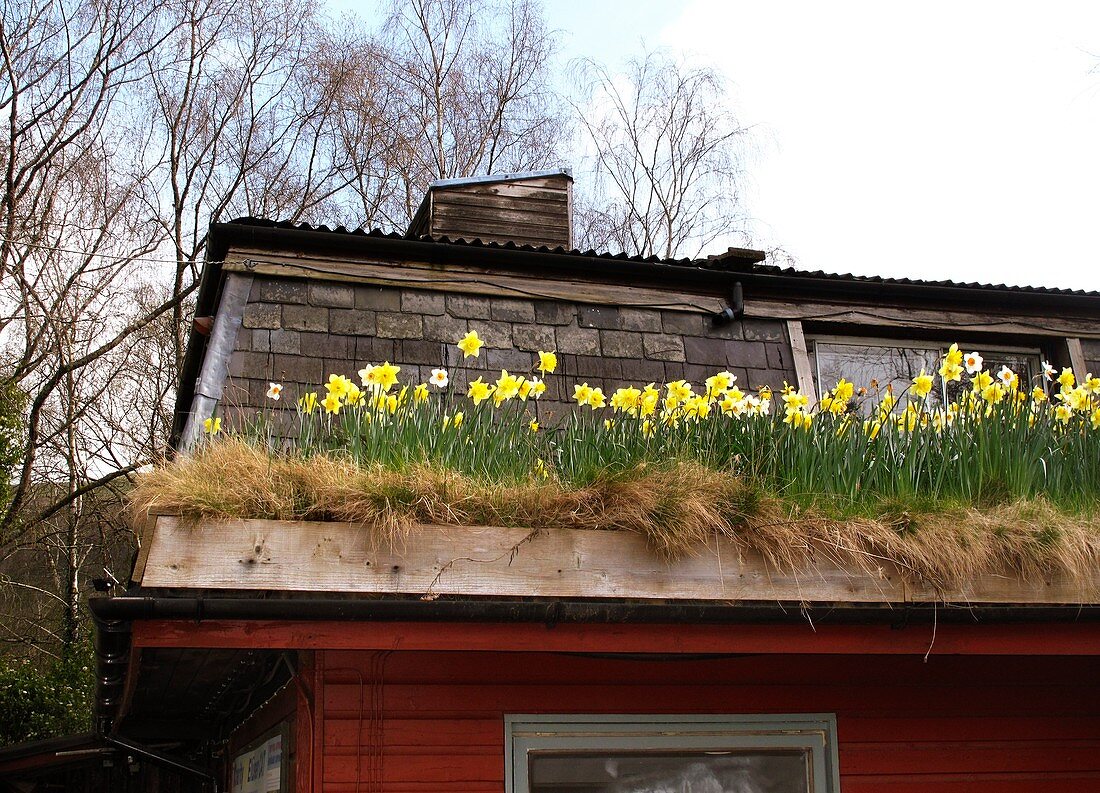 Daffodils flowering on a turf roof