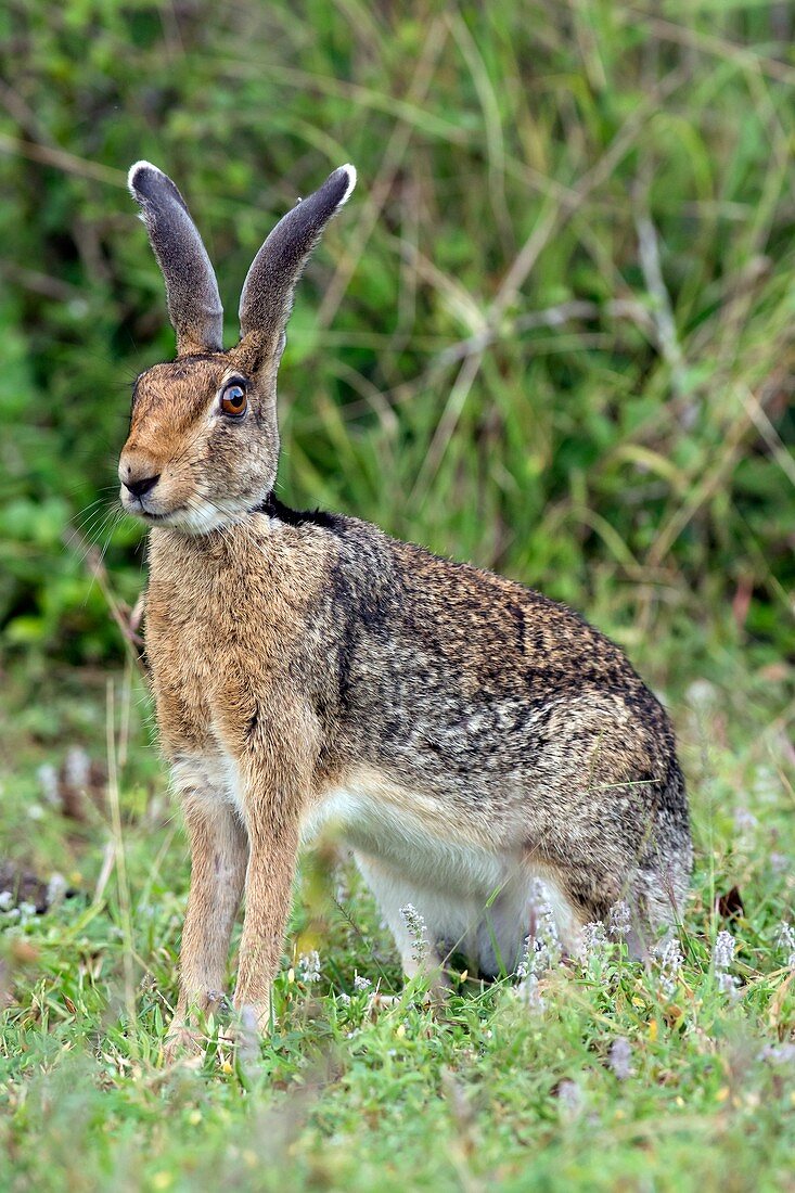 Indian hare