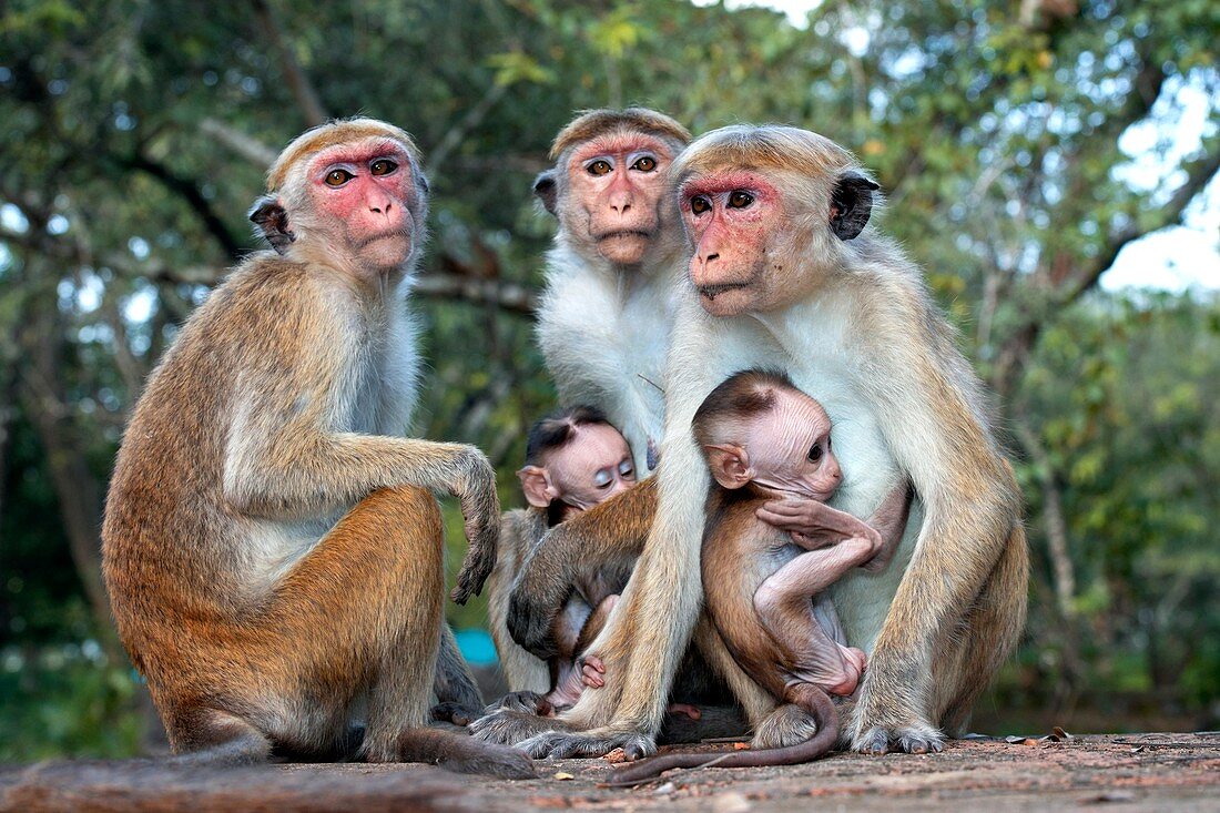 Toque macaque family