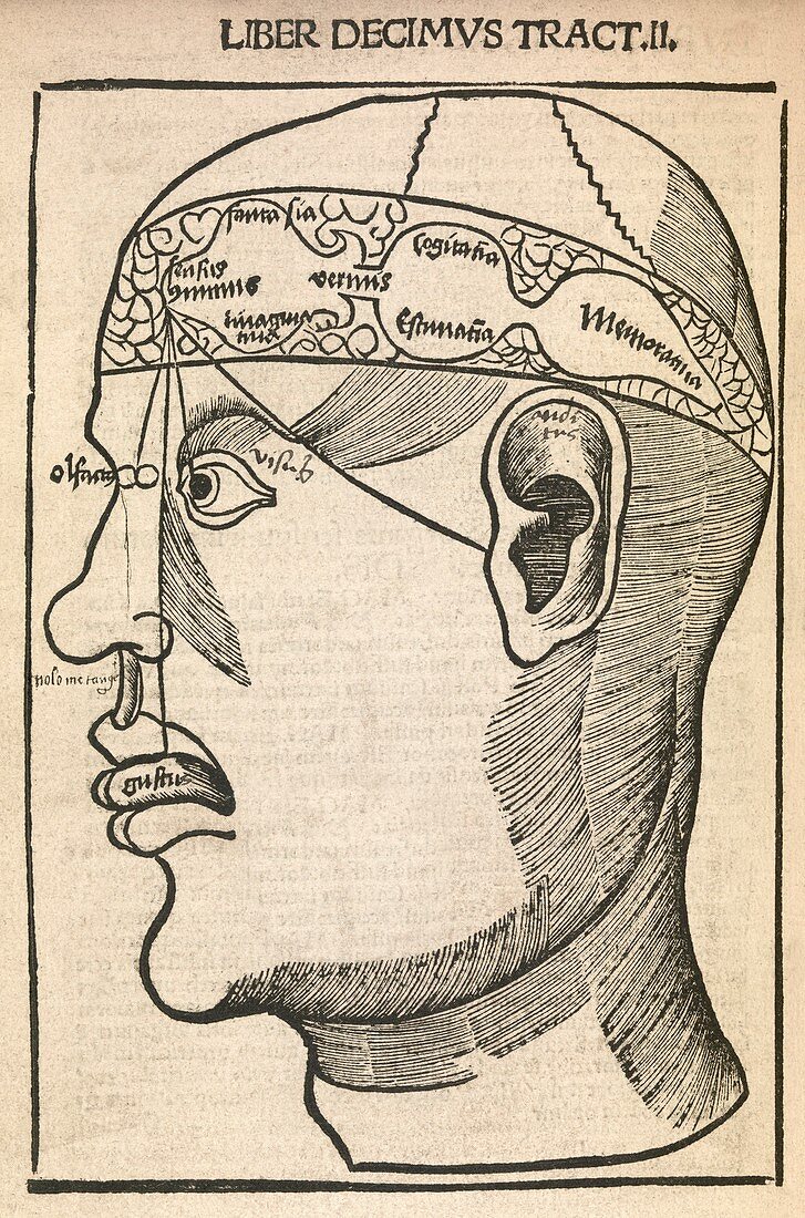 Senses within the brain,16th century