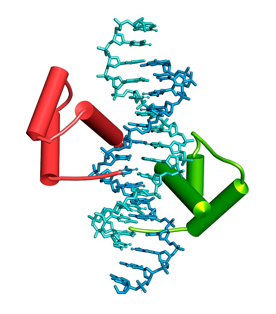 Homeodomain from Ubx and Exd protein