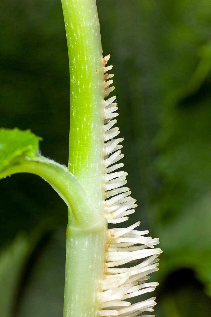 Aerial roots of Hydrangea petiolaris