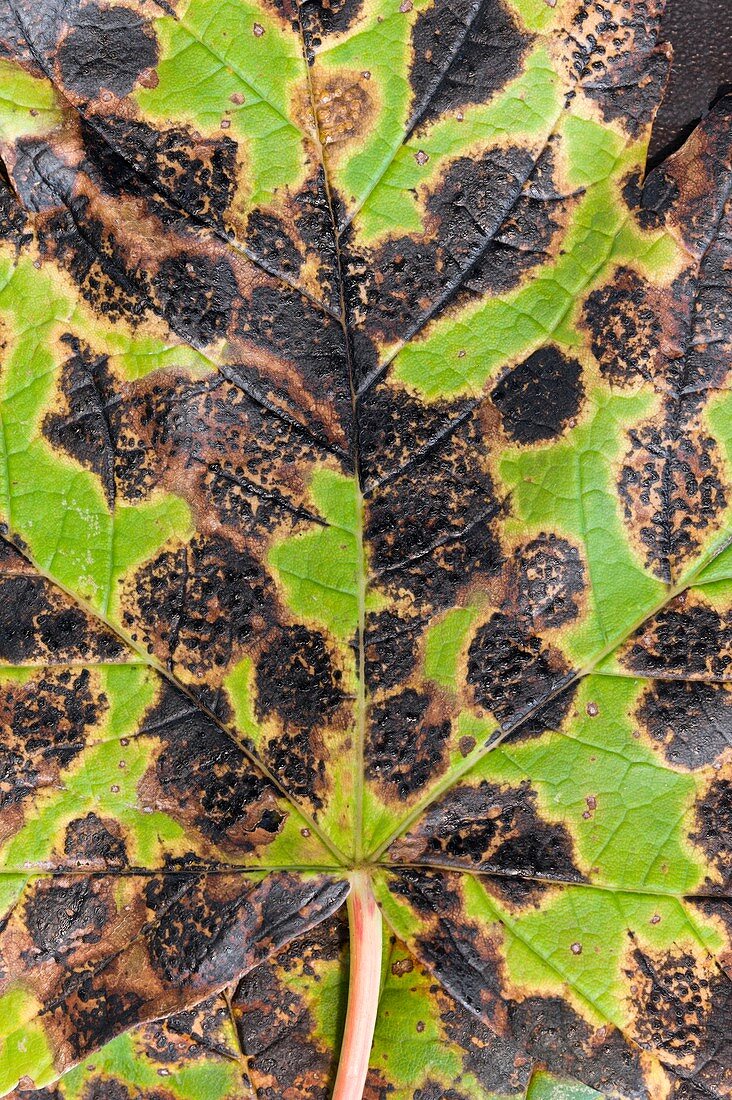Tar spot on Acer pseudoplatanus leaf