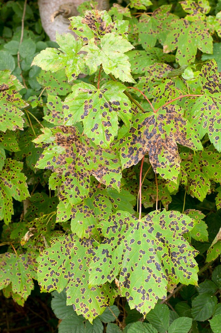 Tar spot on Acer pseudoplatanus leaves