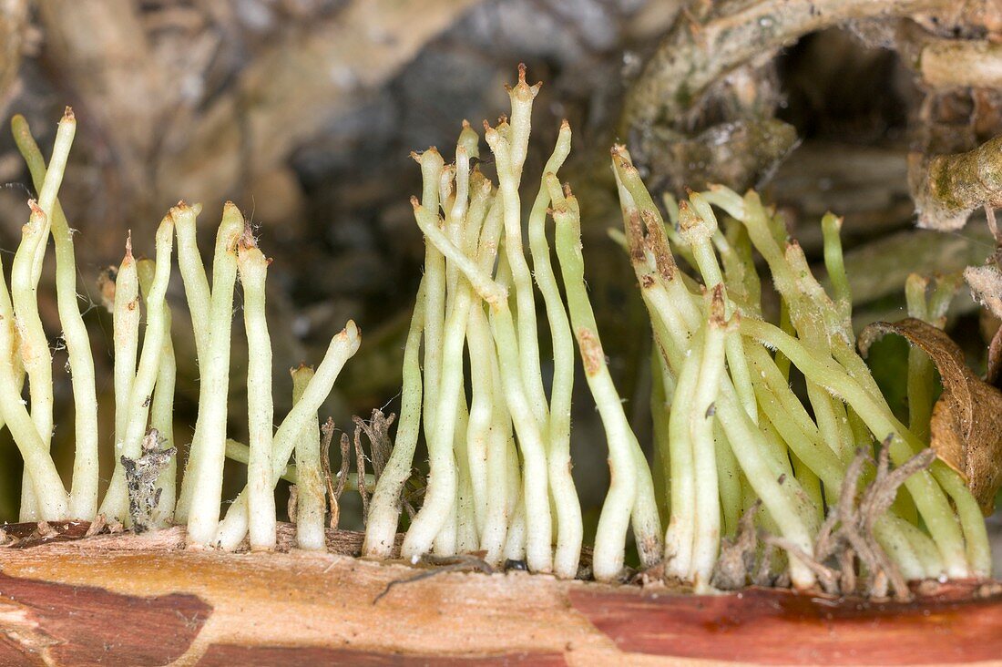 Aerial roots of Hydrangea petiolaris