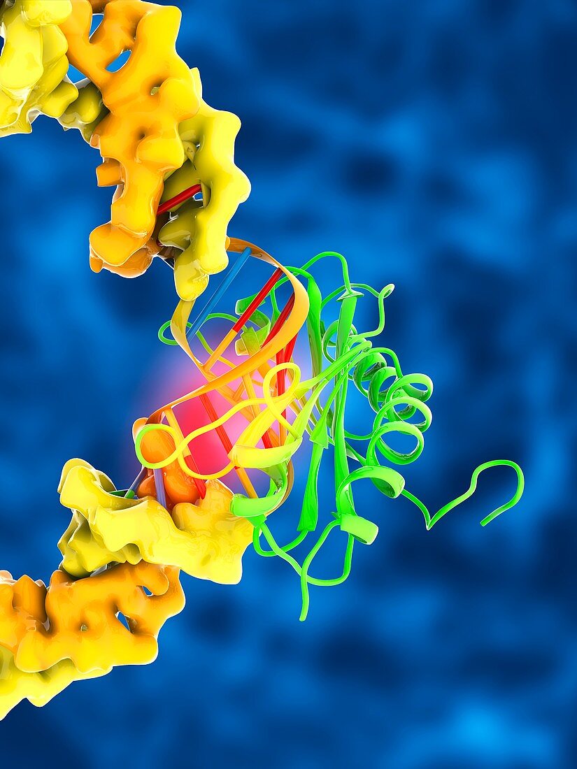 TATA box-binding protein complex