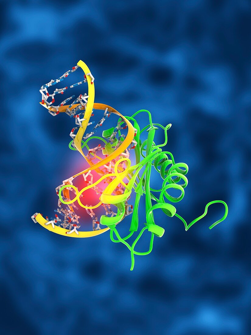 TATA box-binding protein complex