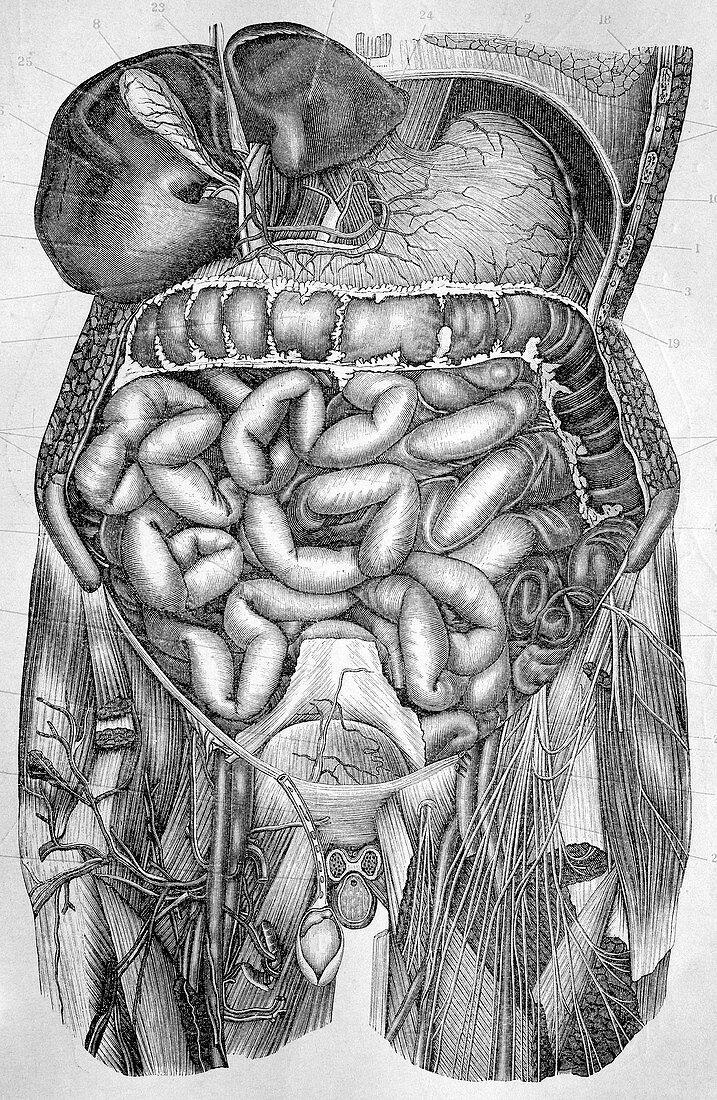 Abdominal organs,1880 artwork