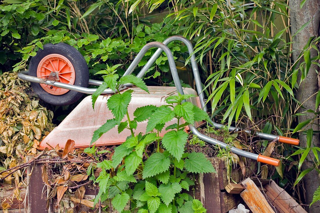Wheelbarrow on compost heap