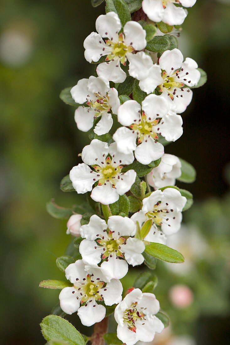 Cotoneaster sp