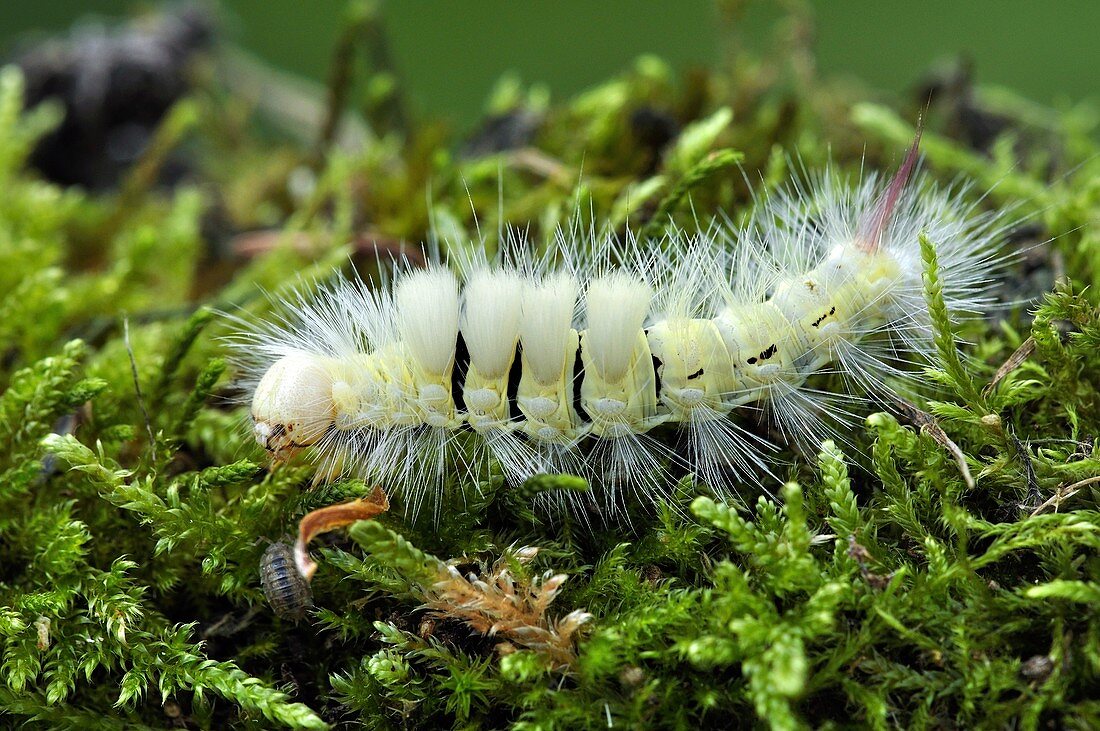 Pale tussock caterpillar