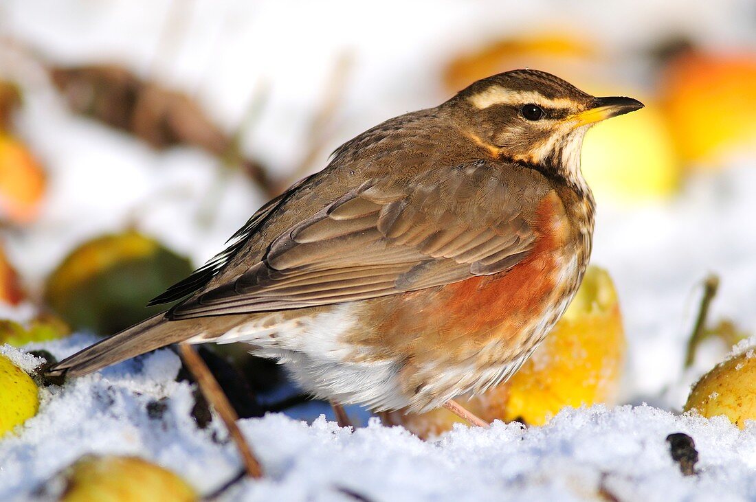 Redwing in snow