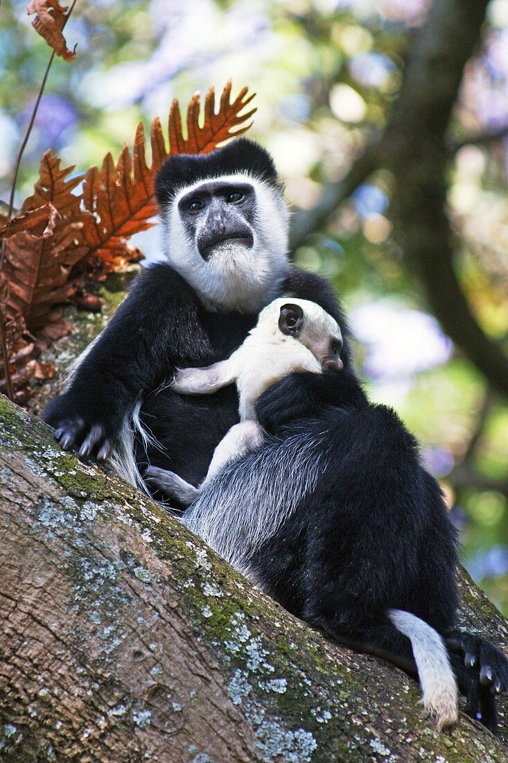 Mantled guereza mother and baby