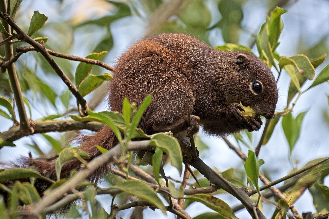Gambian sun squirrel eating a fig