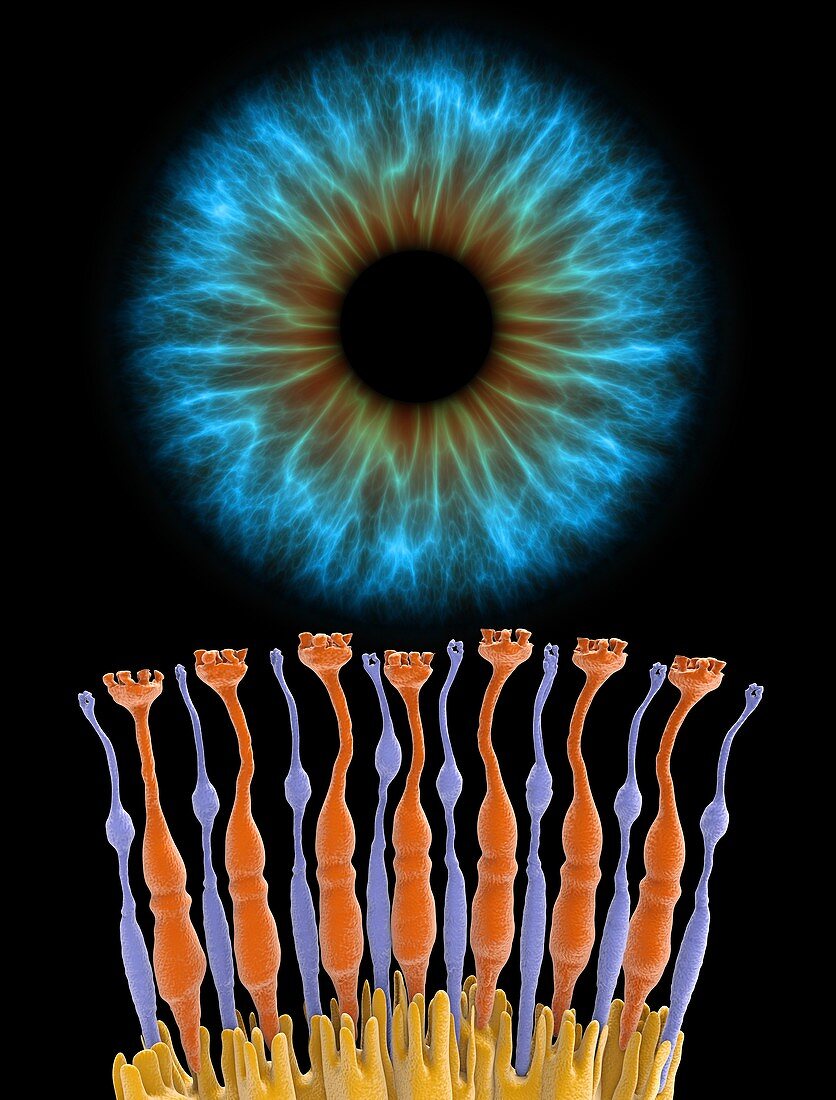Eye retina and iris
