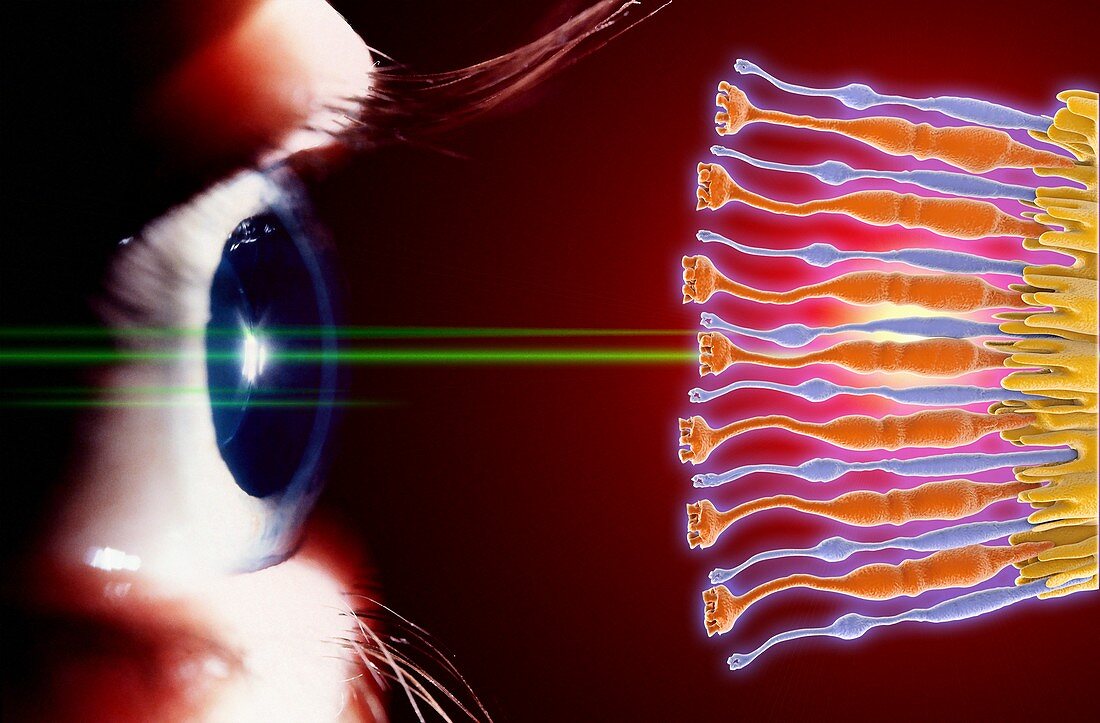 Eye,rods and cones of retina,artwork
