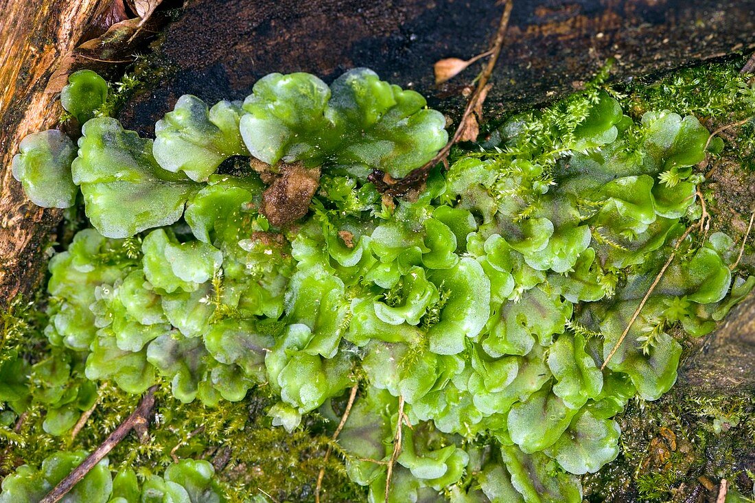 Liverwort (Pellia epiphylla)