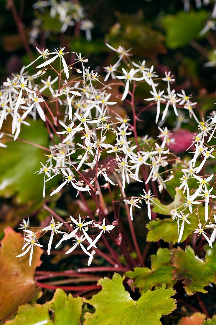 Saxifrage (Saxifraga fortunei 'Wada')