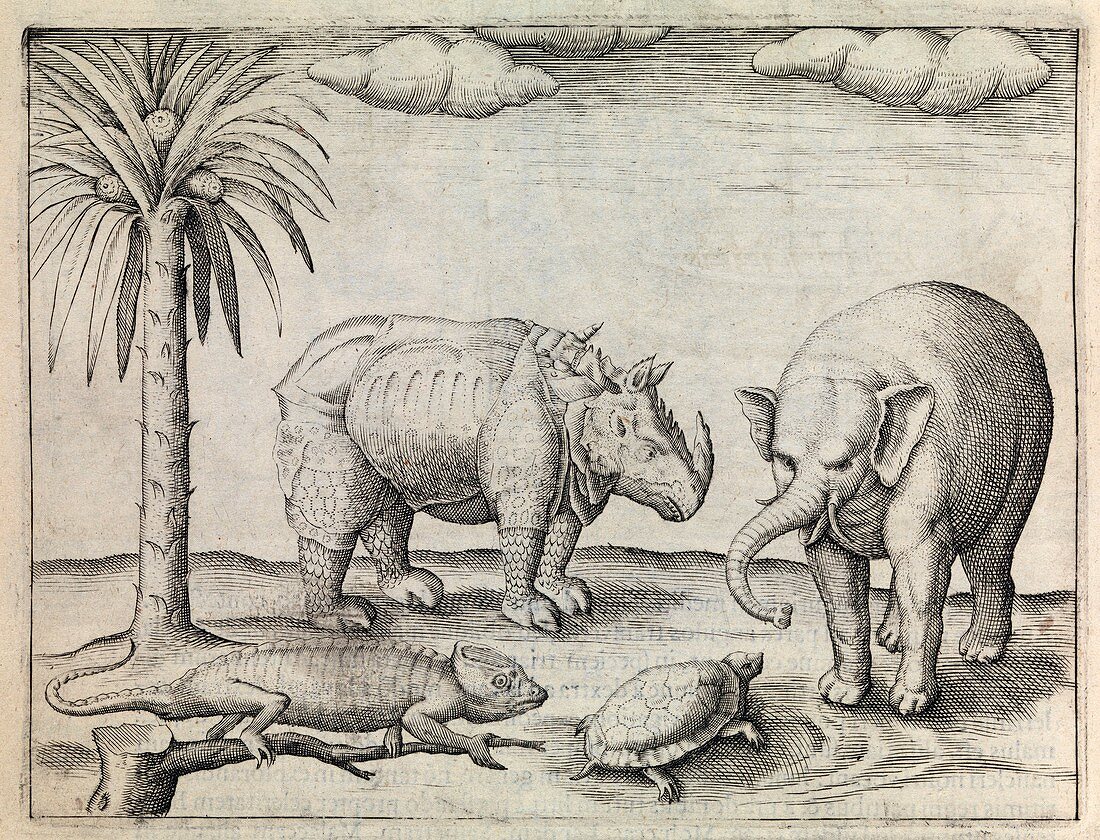 Animals of Java,17th century