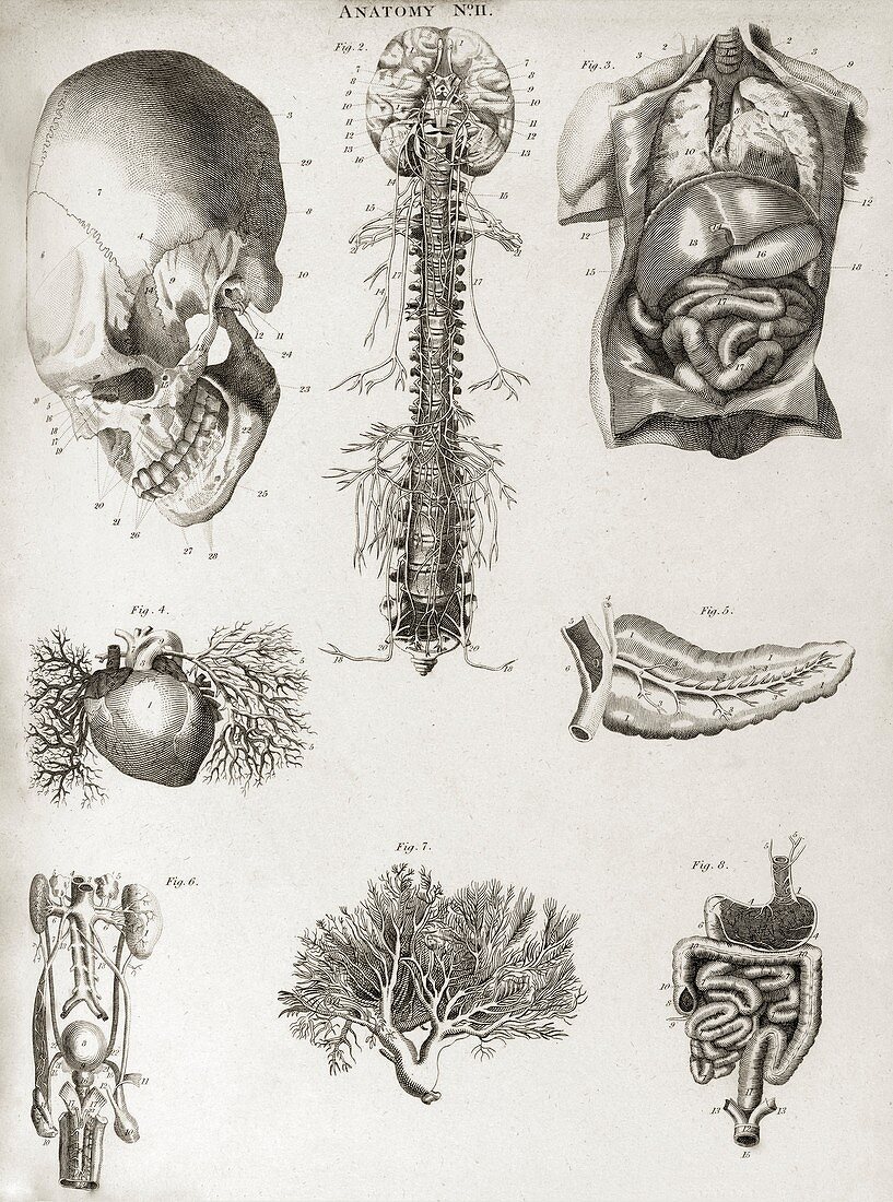 Human anatomy,1823