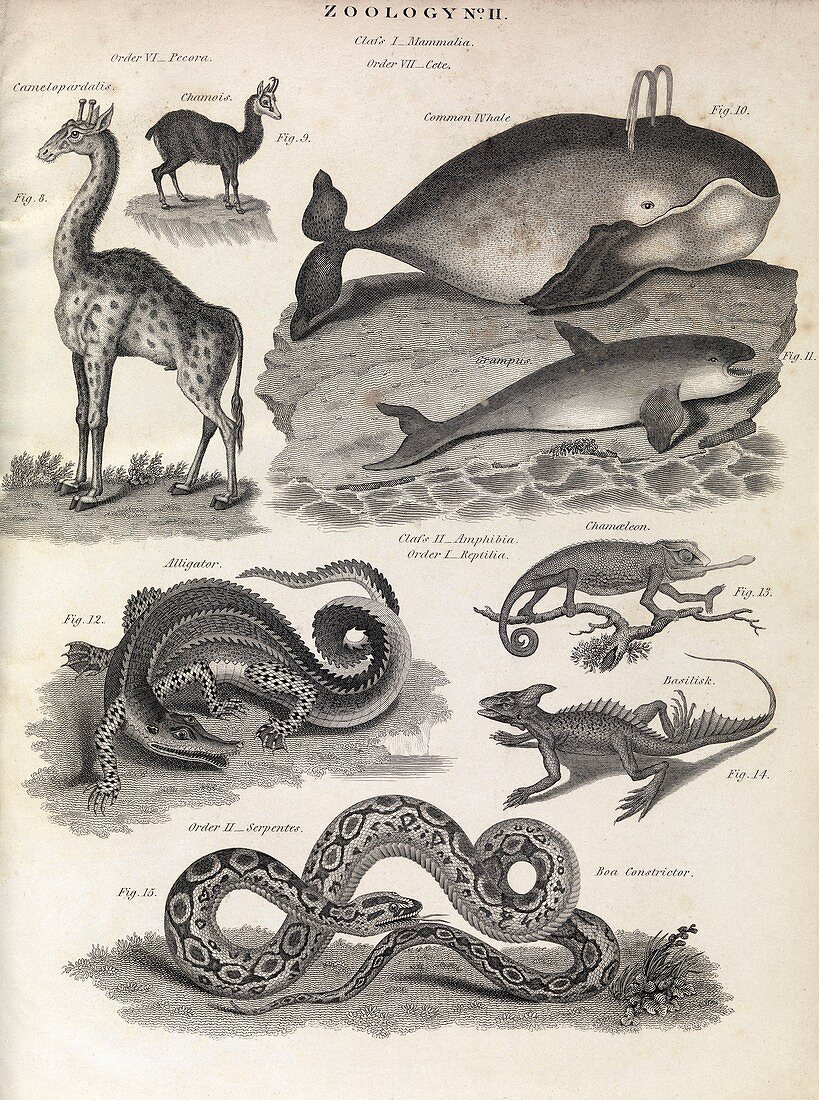Defunct Linnaean taxonomy,1823