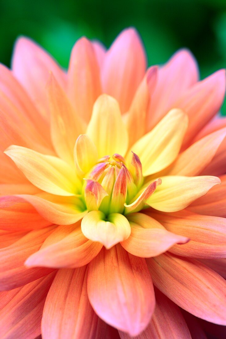 Dahlia 'Pink Jupiter' flower