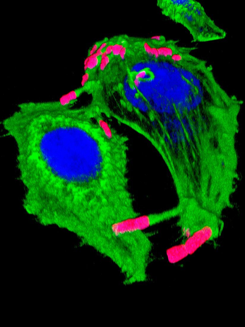 Actin-based motility,light micrograph