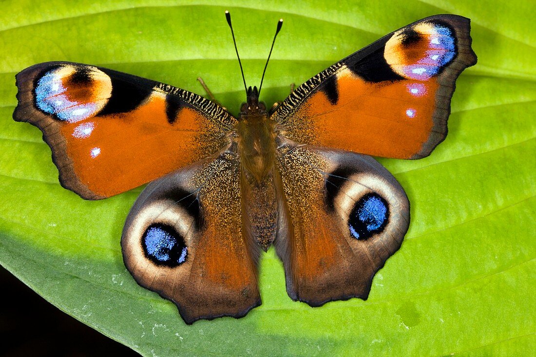 Peacock butterfly