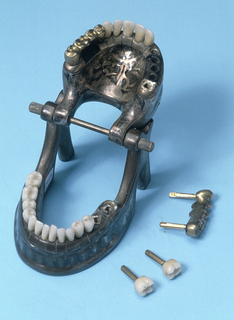 Artificial jaw,circa 1900