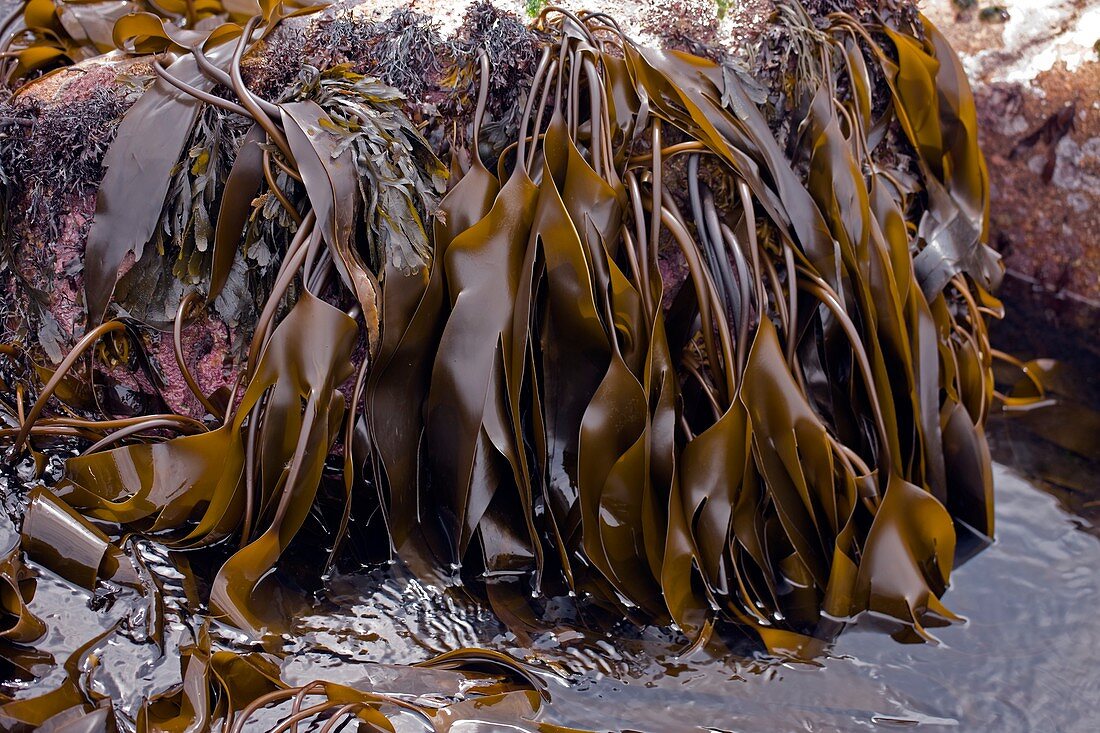 Kelp seaweed