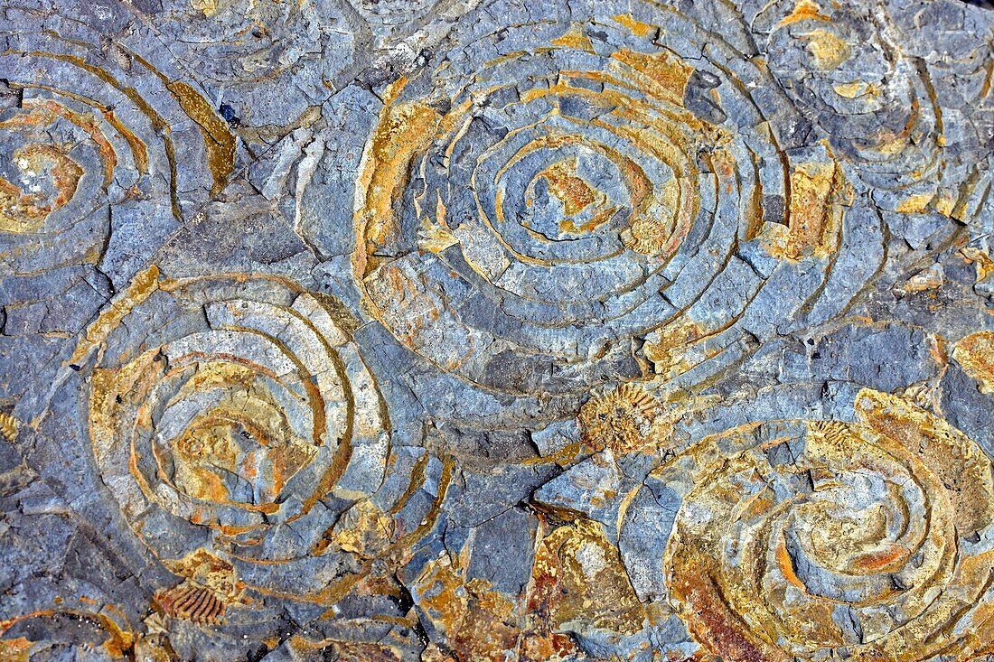 Ammonite and bivalve fossils