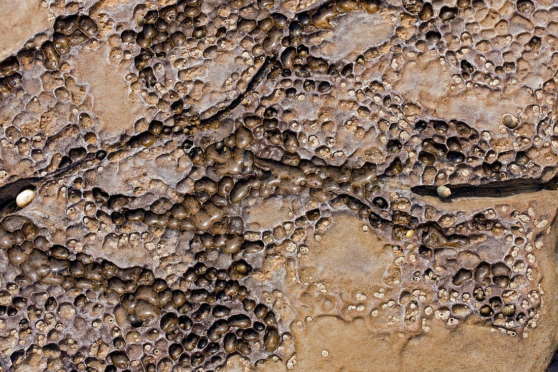 Patterns in dolostone coastal rocks