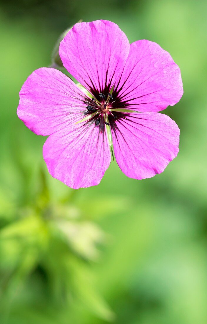 Geranium 'Patricia' flower