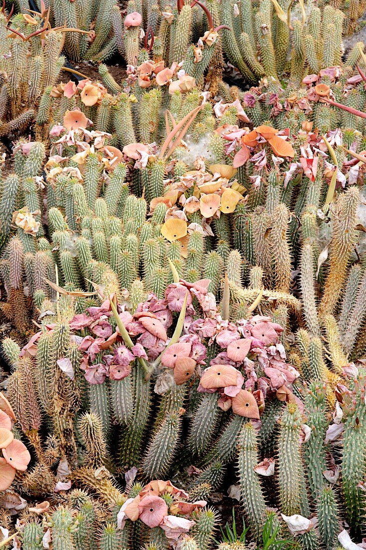 Hoodia gordonii in flower