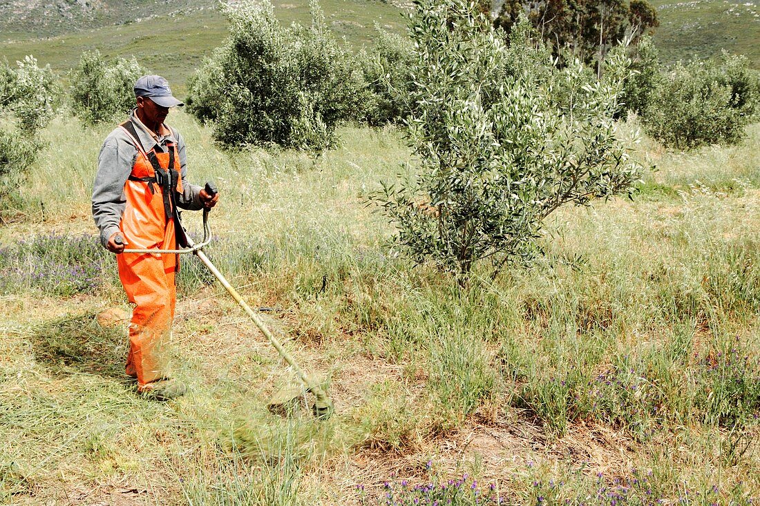 Weeding an olive grove,South Africa