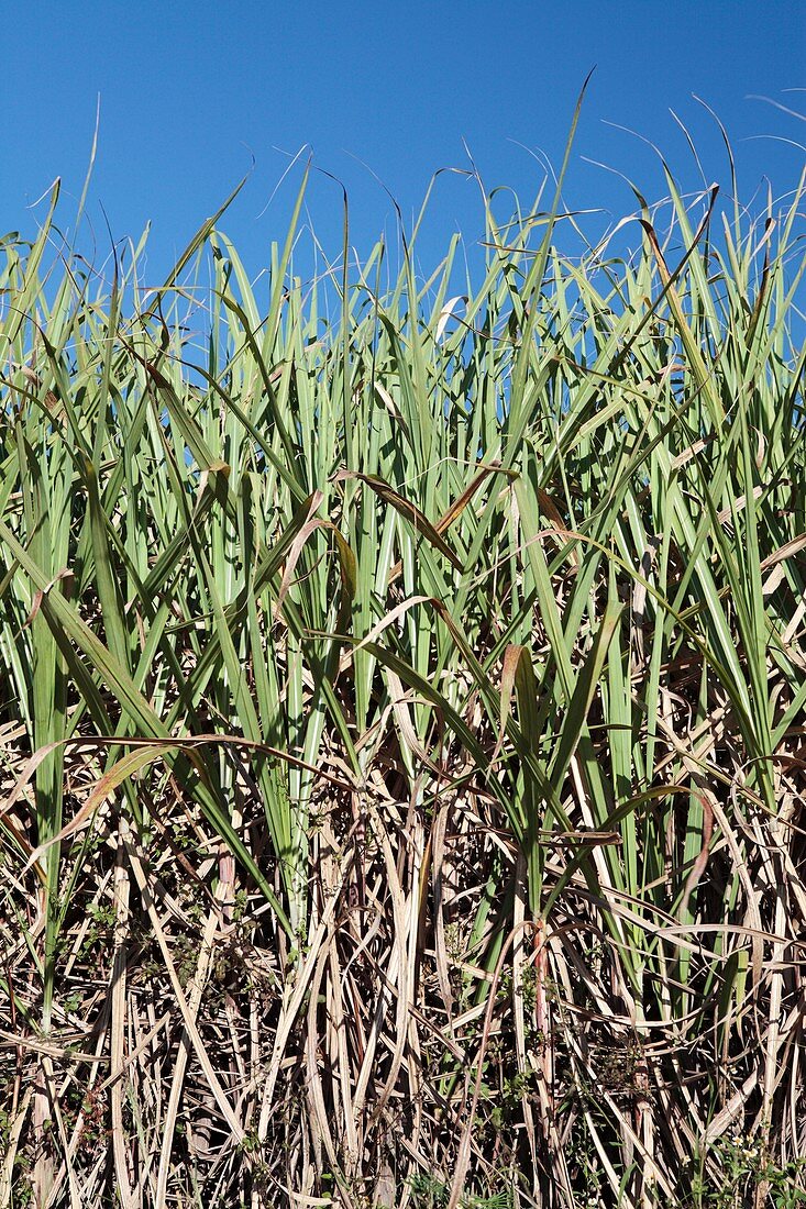 Sugar cane field,South Africa