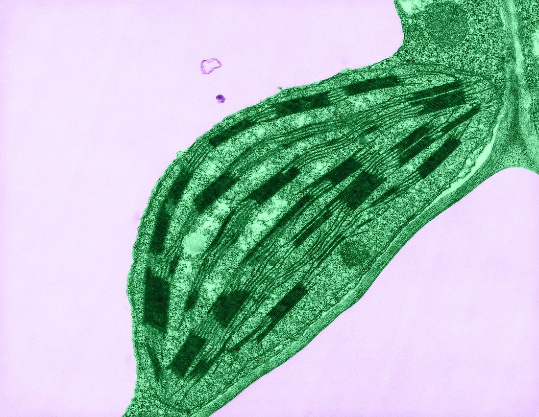Chloroplast,TEM