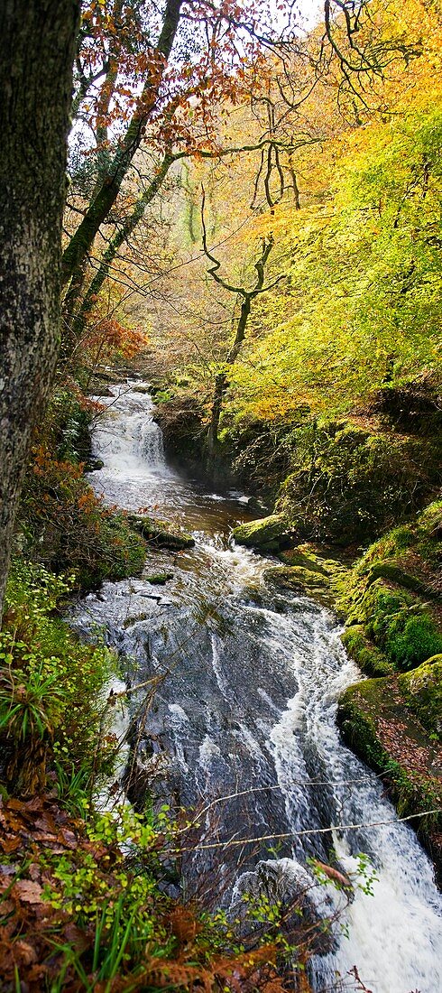 Lynmouth river woodland