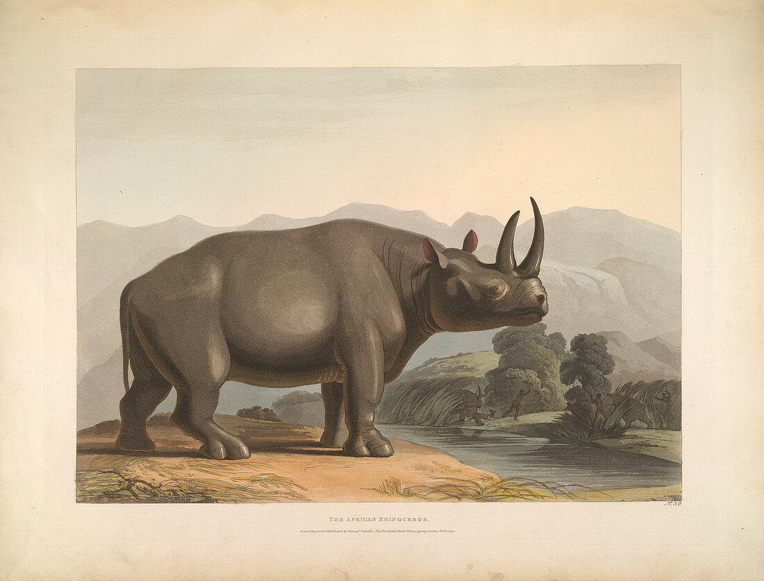 The African Rhinoceros
