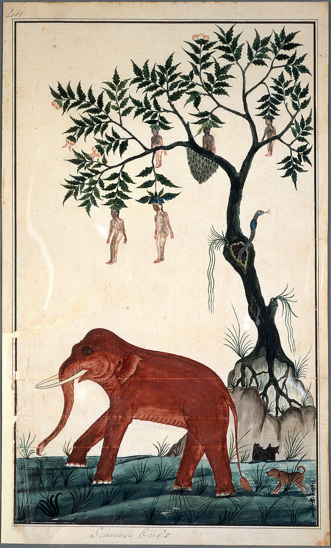 Lady fruits and elephant