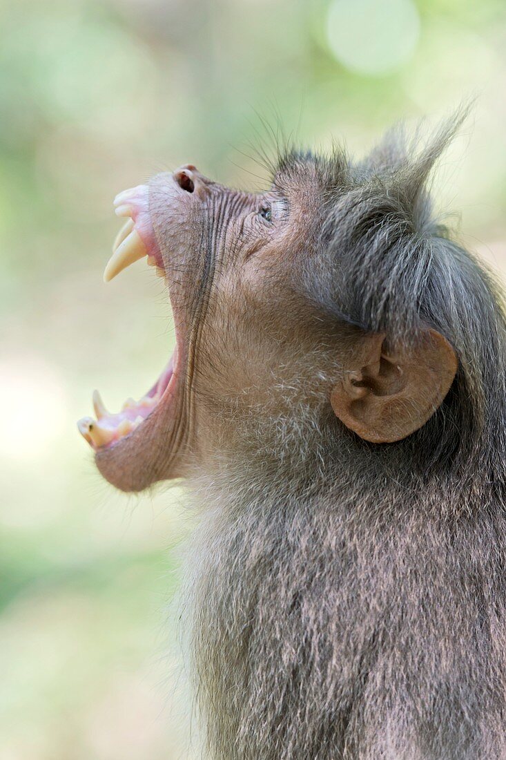 Bonnet macaque displaying canines