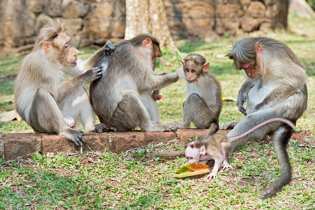 Bonnet macaques grooming