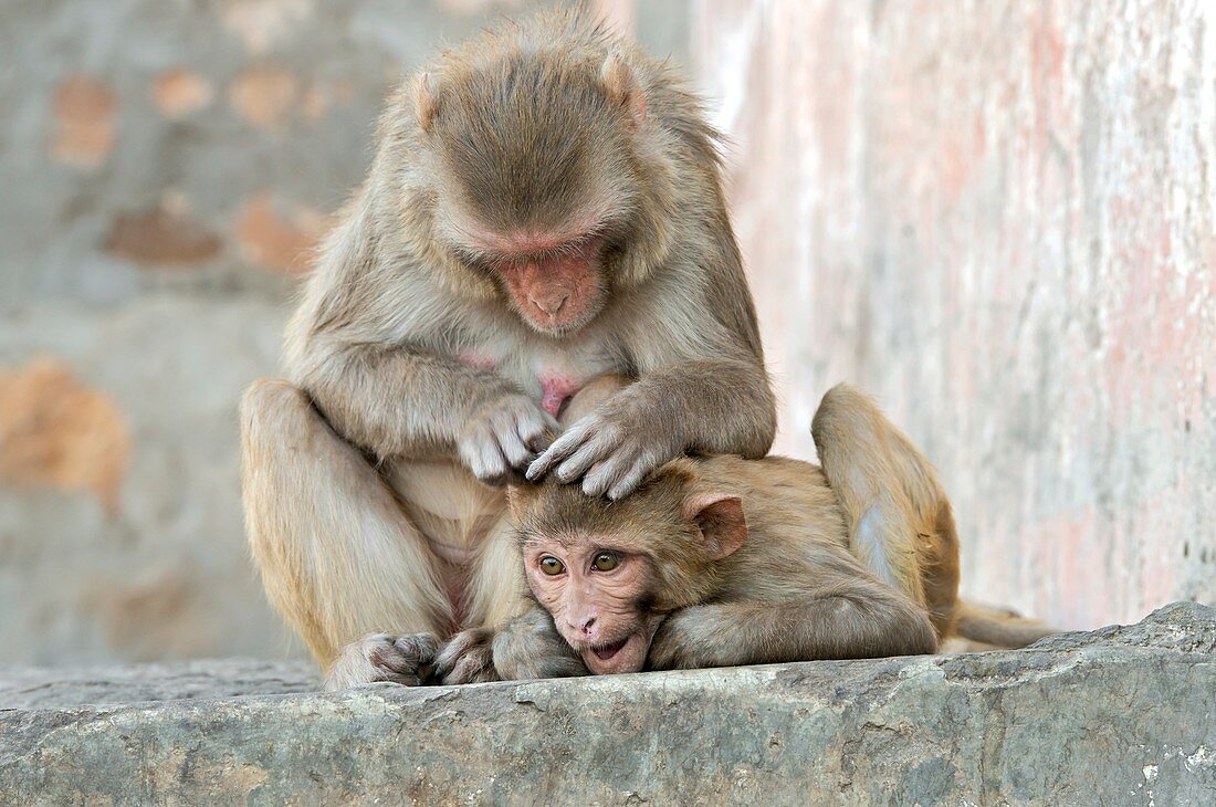 Rhesus monkeys grooming